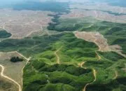 Ibu Kota Baru dan Nasib Hutan Kalimantan: Siapa Peduli?