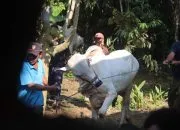 Di Balik Keberkahan Idul Adha: Ungkap Ancaman Limbah Kurban bagi Lingkungan