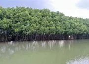 Tim KKN-T 95 UNDIP Ajak Warga Desa Betahwalang Sadari Pentingnya Mangrove, Dari Penjaga Pantai hingga Penopang Kesehatan Keluarga