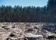 Izin Siapa? Menelusuri Kebijakan Lahan, Kepentingan Ekonomi, dan Deforestasi yang Memperparah Banjir Bandang di Sumatera Utara