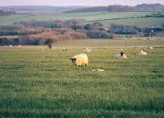 Revolusi Teknologi Reproduksi di Pertenakan Dalam Dua Dekade Terakhir