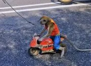 Zoonosis di Balik Atraksi Jalanan: Mengapa Dokter Hewan Harus Turun Tangan?