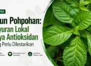 Daun Pohpohan: Sayuran Lokal Kaya Antioksidan yang Perlu Dilestarikan