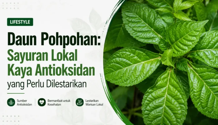 Daun Pohpohan: Sayuran Lokal Kaya Antioksidan yang Perlu Dilestarikan