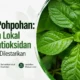 Daun Pohpohan: Sayuran Lokal Kaya Antioksidan yang Perlu Dilestarikan