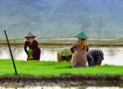 Subsidi Pupuk: Solusi bagi Petani atau Beban bagi Negara?