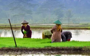 Subsidi Pupuk: Solusi bagi Petani atau Beban bagi Negara?