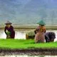 Subsidi Pupuk: Solusi bagi Petani atau Beban bagi Negara?